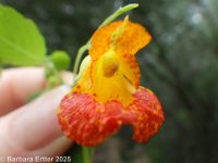 spotted jewelweed, spotted touch-me-not (<em>Impatiens capensis</em>)