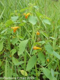 spotted jewelweed, spotted touch-me-not (<em>Impatiens capensis</em>)