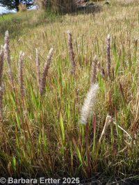 cogon grass, Japanese bloodgrass (<em>Imperata cylindrica</em>)