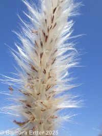 cogon grass, Japanese bloodgrass (<em>Imperata cylindrica</em>)