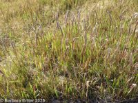 cogon grass, Japanese bloodgrass (<em>Imperata cylindrica</em>)