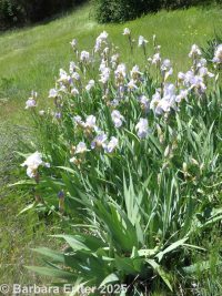 bearded or German iris (<em>Iris germanica</em>)