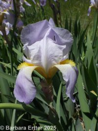 bearded or German iris (<em>Iris germanica</em>)