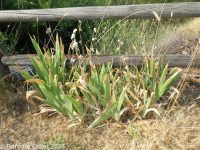 bearded or German iris (<em>Iris germanica</em>)