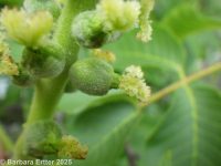 English walnut (<em>Juglans regia</em>)
