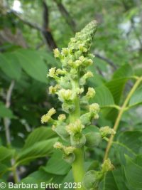 English walnut (<em>Juglans regia</em>)