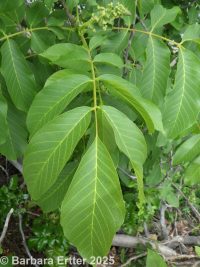 English walnut (<em>Juglans regia</em>)
