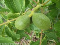 English walnut (<em>Juglans regia</em>)