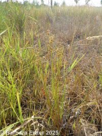 tapered rush (<em>Juncus acuminatus</em>)