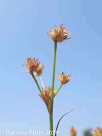 tapered rush (<em>Juncus acuminatus</em>)