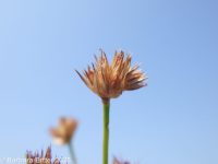 tapered rush (<em>Juncus acuminatus</em>)