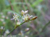 jointed rush (<em>Juncus articulatus ssp. articulatus</em>)