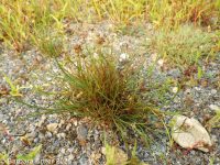 jointed rush (<em>Juncus articulatus ssp. articulatus</em>)