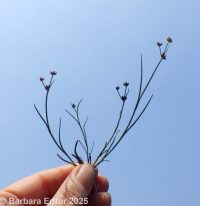 jointed rush (<em>Juncus articulatus ssp. articulatus</em>)