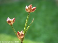 jointed rush (<em>Juncus articulatus ssp. articulatus</em>)