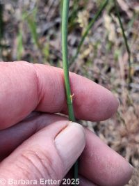Baltic rush (<em>Juncus balticus ssp. ater</em>)