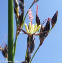 Baltic rush (<em>Juncus balticus ssp. ater</em>)