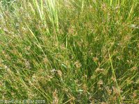 Baltic rush (<em>Juncus balticus ssp. ater</em>)