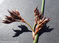 Baltic rush (<em>Juncus balticus ssp. ater</em>)
