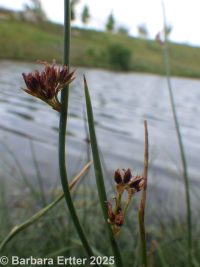 Baltic rush (<em>Juncus balticus ssp. ater</em>)
