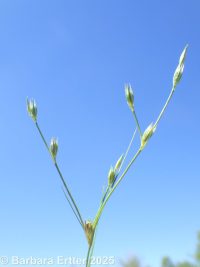common toad rush (<em>Juncus bufonius var. bufonius</em>)