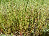 common toad rush (<em>Juncus bufonius var. bufonius</em>)