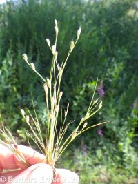 common toad rush (<em>Juncus bufonius var. bufonius</em>)