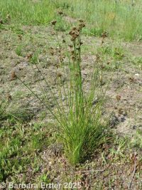 Colorado rush (<em>Juncus confusus</em>)
