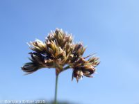 Colorado rush (<em>Juncus confusus</em>)