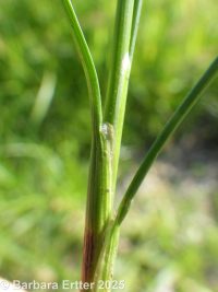 Colorado rush (<em>Juncus confusus</em>)