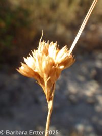 Colorado rush (<em>Juncus confusus</em>)