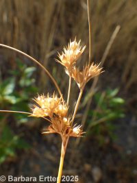 Dudley's or "toenail" rush (<em>Juncus dudleyi</em>)