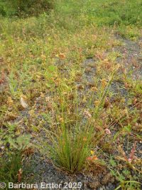 Dudley's or "toenail" rush (<em>Juncus dudleyi</em>)