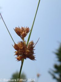 Dudley's or "toenail" rush (<em>Juncus dudleyi</em>)