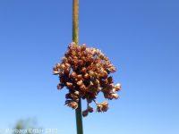 soft or pasture rush (<em>Juncus effusus ssp. effusus</em>)
