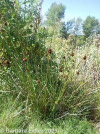 soft or pasture rush (<em>Juncus effusus ssp. effusus</em>)