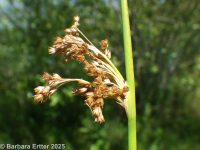 soft or pasture rush (<em>Juncus effusus ssp. effusus</em>)