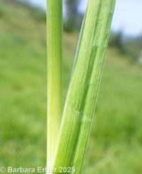 daggerleaf rush (<em>Juncus ensifolius</em>)