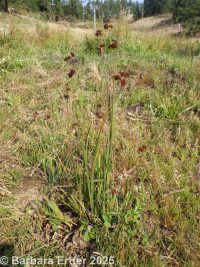 daggerleaf rush (<em>Juncus ensifolius</em>)