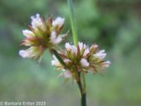 daggerleaf rush (<em>Juncus ensifolius</em>)