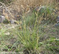 interior rush (<em>Juncus interior</em>)