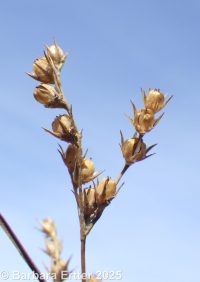 interior rush (<em>Juncus interior</em>)