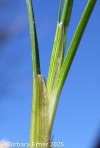 interior rush (<em>Juncus interior</em>)