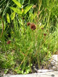 Merten's rush (<em>Juncus mertensianus</em>)