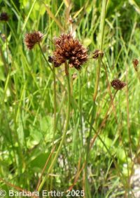 Merten's rush (<em>Juncus mertensianus</em>)