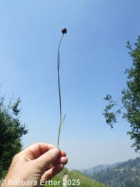 Merten's rush (<em>Juncus mertensianus</em>)