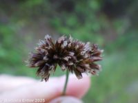 Merten's rush (<em>Juncus mertensianus</em>)