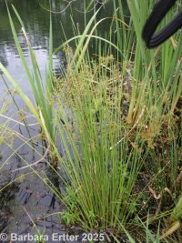 common rush (<em>Juncus pylaei</em>)