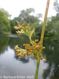 common rush (<em>Juncus pylaei</em>)