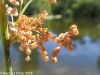 common rush (<em>Juncus pylaei</em>)
